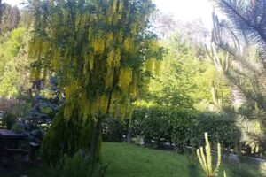 Krebs Ana sp snack bar