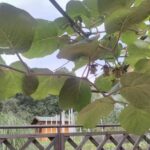 Restavracija Kovač Davor Kovač, s.p.