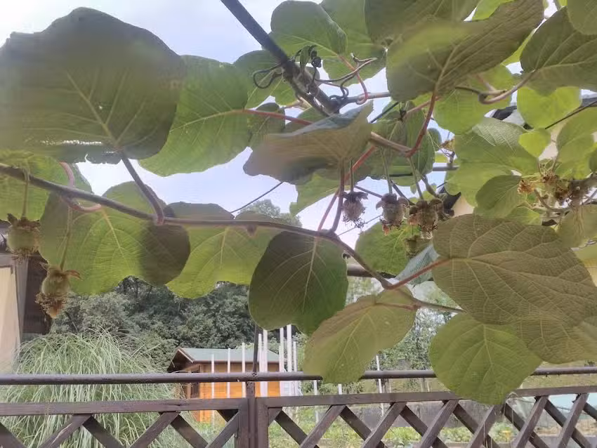 Restavracija Kovač Davor Kovač, s.p.